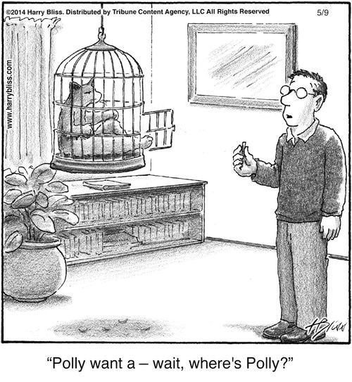 "Polly want a – wait, where's Polly?"