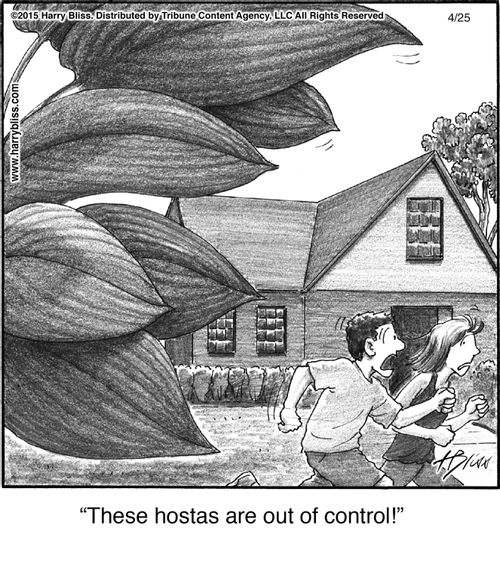 "These hostas are out of control!"