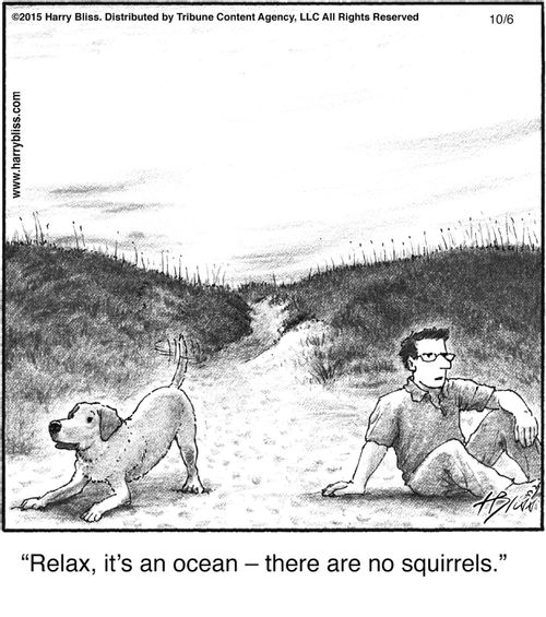 "Relax, it’s an ocean – there are no squirrels."