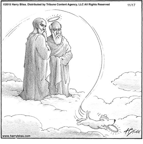 "Great pet, but we should have given him less energy."