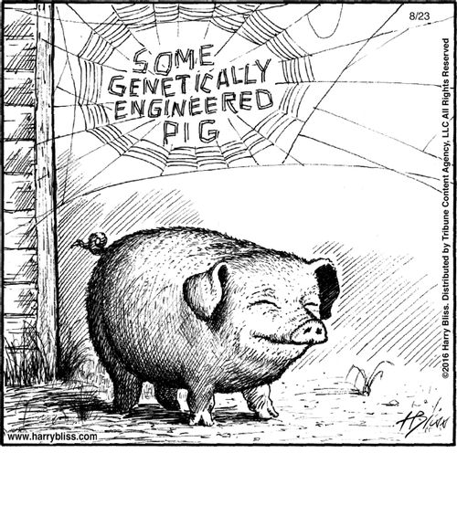 Some genetically engineered pig