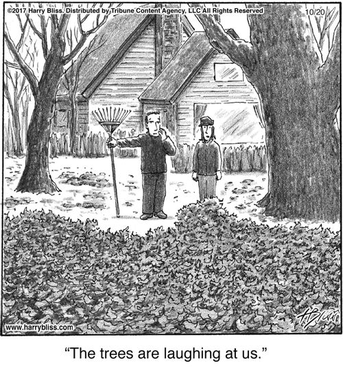 "The trees are laughing at us."