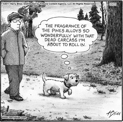"The fragrance of the pines alloys so wonderfully with that dead carcass I'm about to roll in."