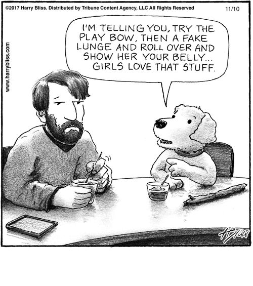 "I'm telling you, try the play bow, then a fake lunge and roll over and show her your belly... girls love that stuff."