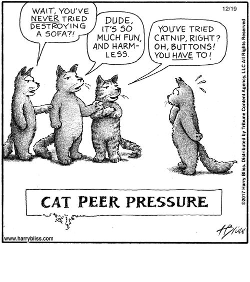 "Wait, you've never tried destroying a sofa?!"  "Dude, it's so much fun, and harmless."  "You've tried catnip, right? Oh, but tons! You have to!"  "Cat peer pressure"