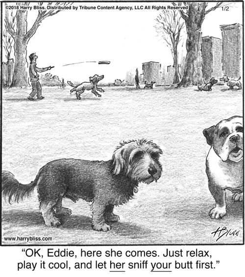 "Ok, Eddie, here she comes. Just relax, play it cool, and let her sniff your butt first."