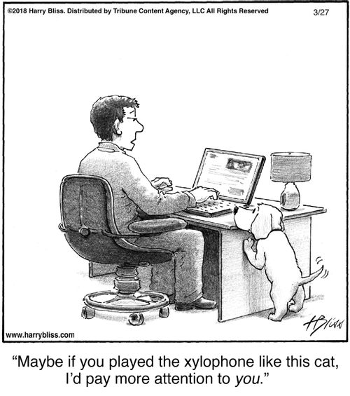 "Maybe if you played the xylophone like this cat, I'd pay more attention to you."