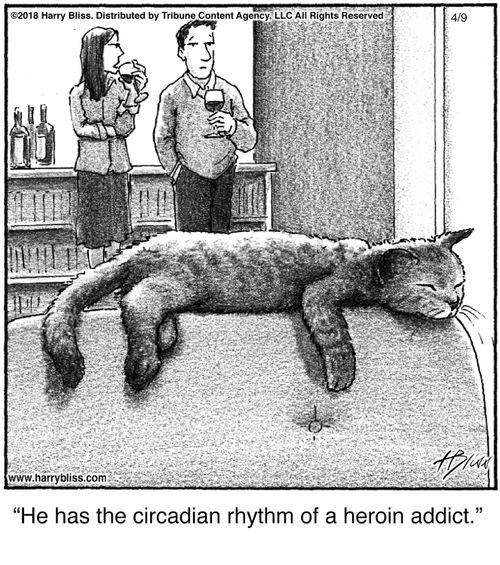 "He has the circadian rhythm of a heroin addict."