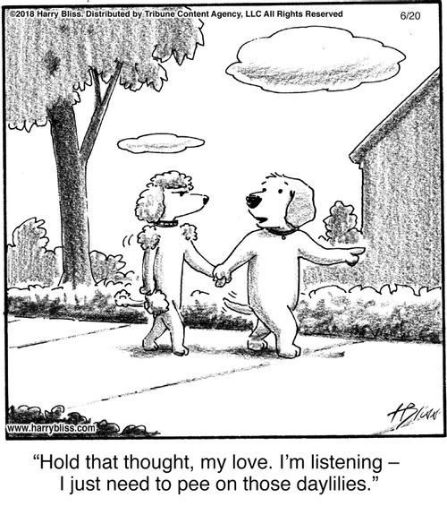 "Hold that thought, my love. I'm listening – I just need to pee on those daylilies."