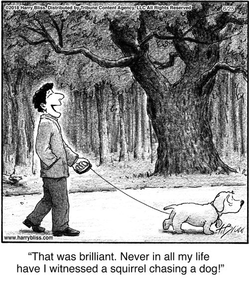 "That was brilliant. Never in all my life have I witnessed a squirrel chasing a dog!"