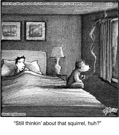 "Still thinkin' about that squirrel, huh?"