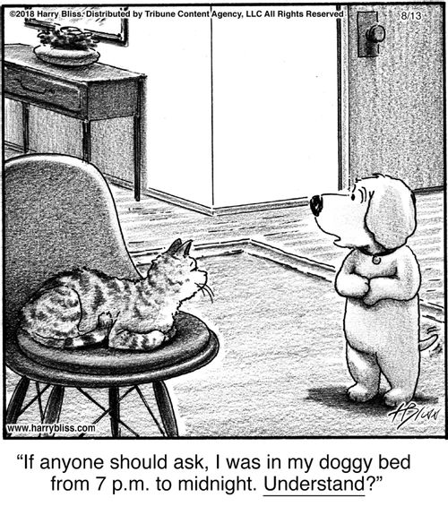 "If anyone should ask, I was in my doggy bed from 7 p.m. to midnight. Understand?"