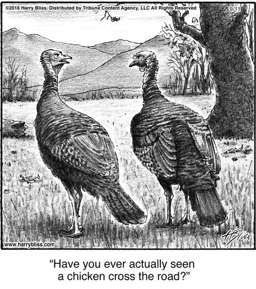 "Have you ever actually seen a chicken cross the road?"