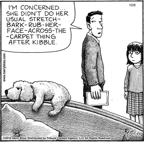"I'm concerned... She didn't do her usual stretch-bark-rub-her-face-across-the-carpet thing after kibble."