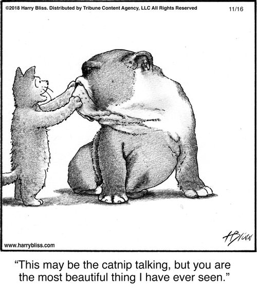 "This may be the catnip talking, but you are the most beautiful thing I have ever seen."