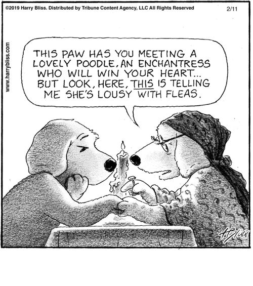 "This paw has you meeting a lovely poodle, an enchantress who will win your heart... but look, here, this is telling me she's lousy with fleas."