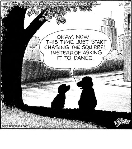 "Okay, now this time just start chasing the squirrel instead of asking it to dance."