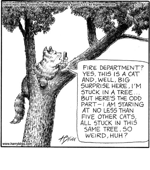 "Fire department? Yes, this is a cat and, well, big surprise here, I'm stuck in a tree... But here's the odd part—I am staring at no less than five other cats, all stuck in this same tree. So weird, huh?"