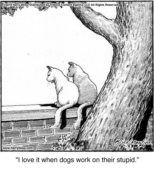 "I love it when dogs work on their stupid."