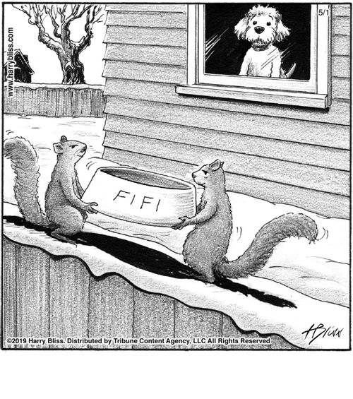 "Fifi"
