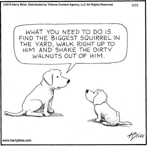 "What you need to do is, find the biggest squirrel in the yard, walk right up to him and shake the dirty walnuts out of him."