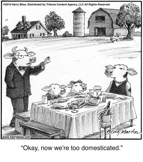 "Okay, now we're too domesticated."