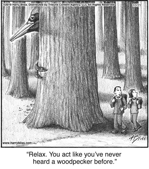 "Relax. You act like you’ve never heard a woodpecker before."