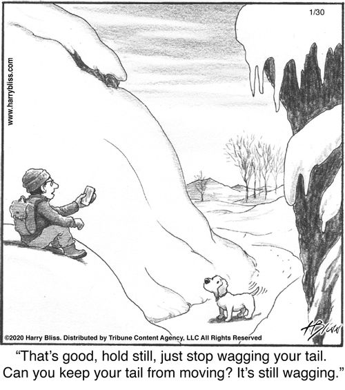 "That's good, hold still, just stop wagging your tail. Can you keep your tail from moving? It’s still wagging."