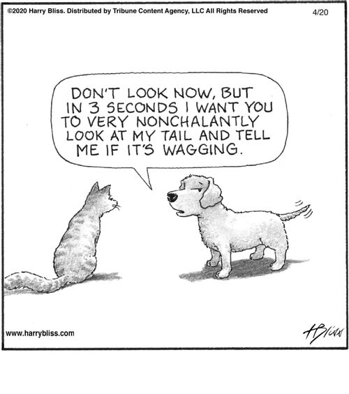 "Don't look now, but in 3 seconds I want you to very nonchalantly look at my tail and tell me if it's wagging."