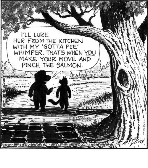 "I'll lure her from the kitchen with my 'gotta pee' whimper. That's when you make your move and pinch the salmon."