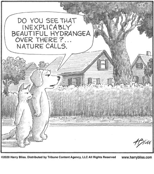 "Do you see that inexplicably beautiful hydrangea over there?… Nature calls."