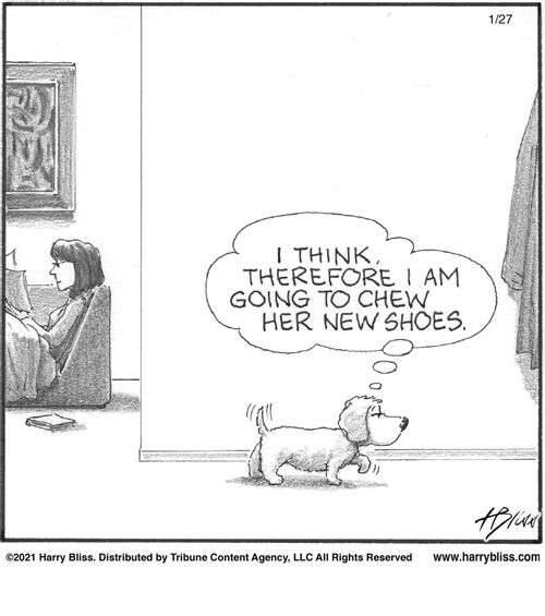 "I think, therefore I am going to chew her new shoes."