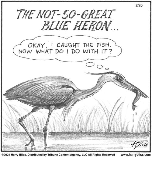 "The not-so-great blue heron... Okay, I caught the fish. Now what do I do with it?"