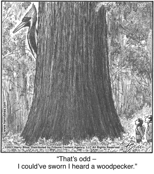 "That's odd—I could've sworn I heard a woodpecker."