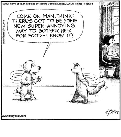 "Come on, man, think! There's got to be some new, super-annoying way to bother her for food—I know it!"