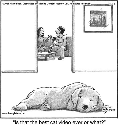 "Is that the best cat video ever or what?"
