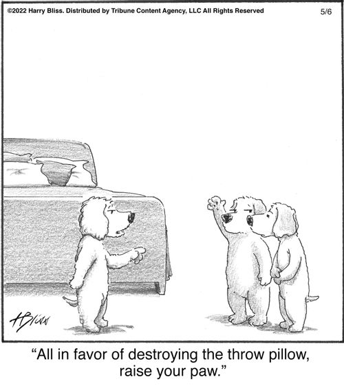 "All in favor of destroying the throw pillow, raise your paw."