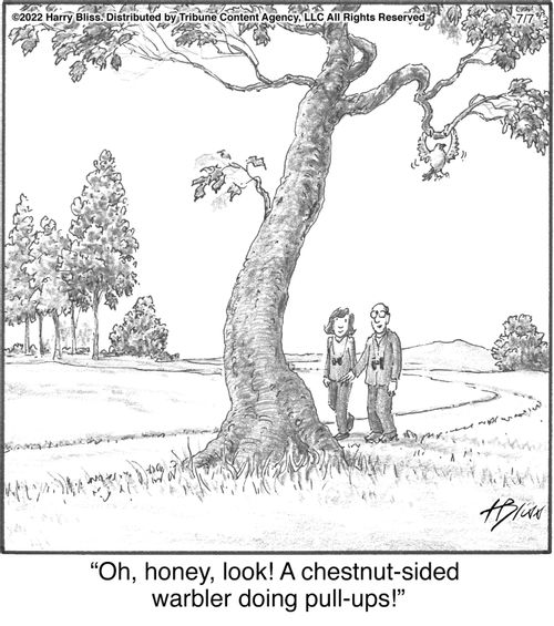 "Oh, honey, look! A chestnut-sided warbler doing pull-ups!"