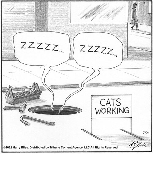 "Zzzzz... Zzzzzz... Cats working"