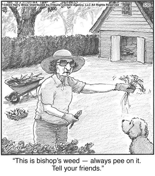 "This is bishop’s weed — always pee on it. Tell your friends."