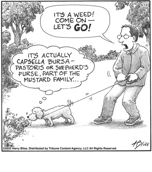 "It's a weed! Come on—let's go!"  "It's actually Capsella bursa-pastoris or shepherd's purse, part of the mustard family..."