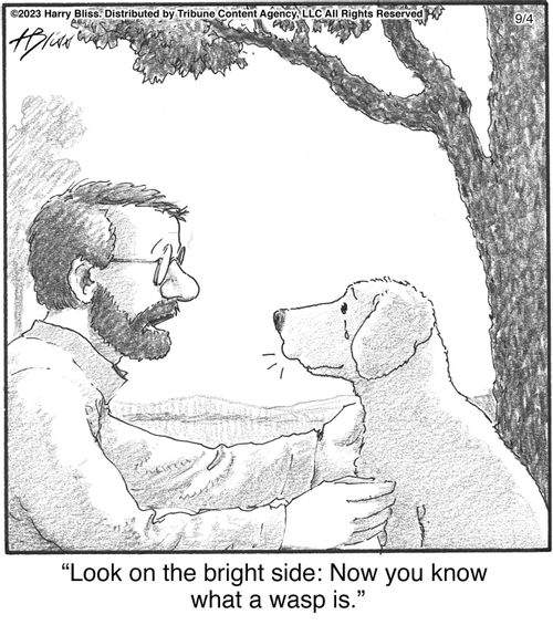 "Look on the bright side: Now you know what a wasp is."