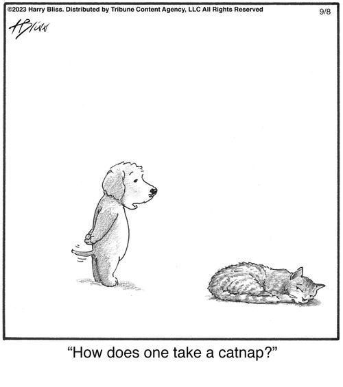 "How does one take a catnap?"