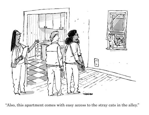 "Also, this apartment comes with easy access to the stray cats in the alley."