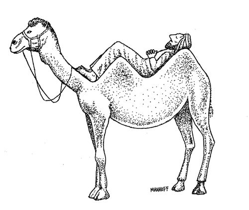 A man lies across the humps of a camel.