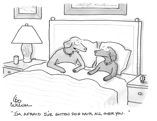 "I'm afraid I've gotten dog hair all over you."