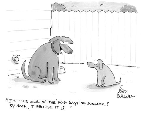 "Is this one of the 'Dog Days' of summer? By gosh, I believe it is."