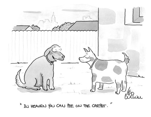 "In heaven you can pee on the carpet."