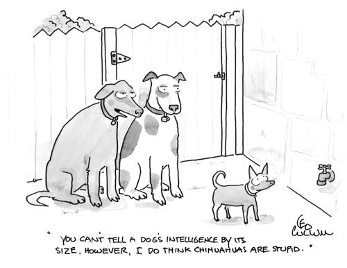 "You can't tell a dog's intelligence by it's size, however, I do think chihuahuas are stupid."