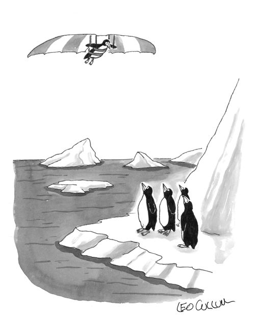A bunch of penguins look on as one penguin hang glides above them.